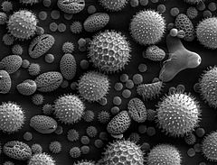 240px-Misc_pollen[1].jpg