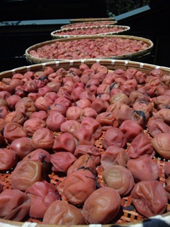 HP-0716-1.jpgのサムネイル画像