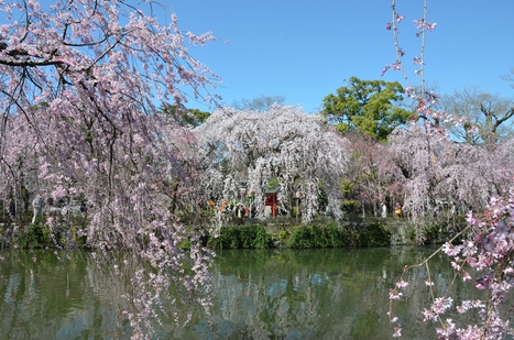 img_sakura_H25_07[1].jpg